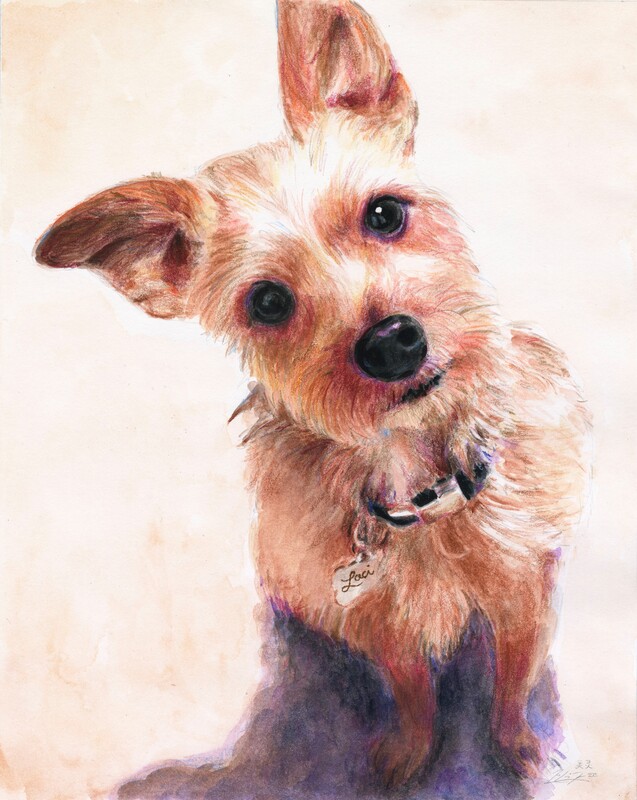 May Kopecky Laci by May Ling Kopecky drawing painting watercolor dog colored pencil