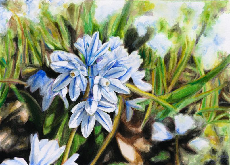 May Kopecky Snowed on twice by May Ling Kopecky drawing painting watercolor flowers blue
